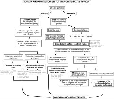 Exploiting Post-mitotic Yeast Cultures to Model Neurodegeneration